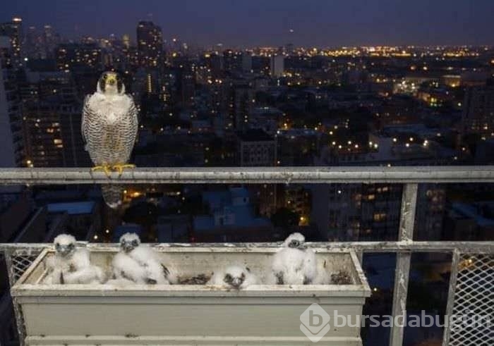 Birbirinden ilginç kareler!