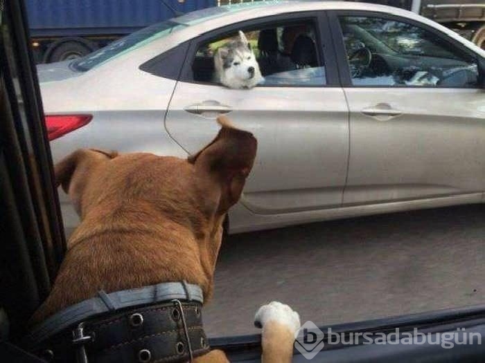 Birbirinden ilginç kareler!