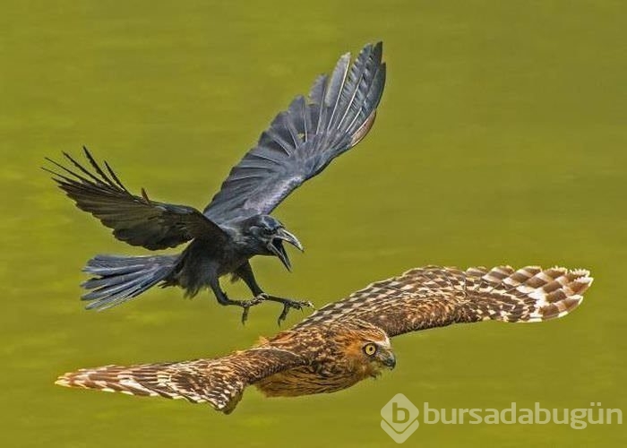 Birbirinden ilginç kareler!