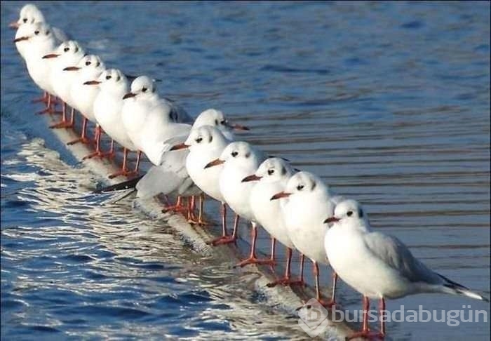 Birbirinden ilginç kareler!