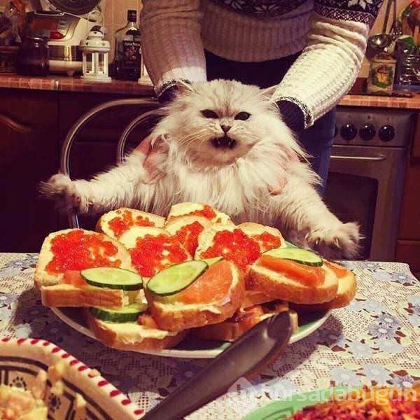 Birbirinden ilginç kareler!