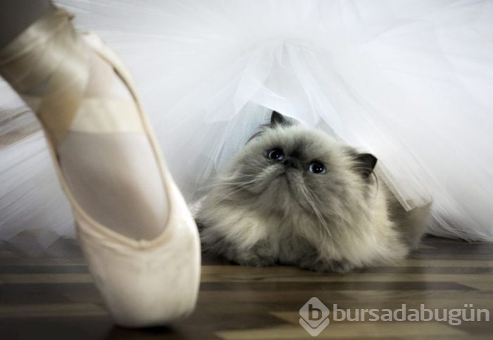 Kediler düğün fotoğraflarına girdi