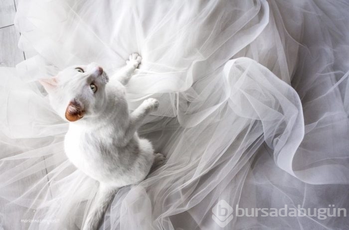 Kediler düğün fotoğraflarına girdi