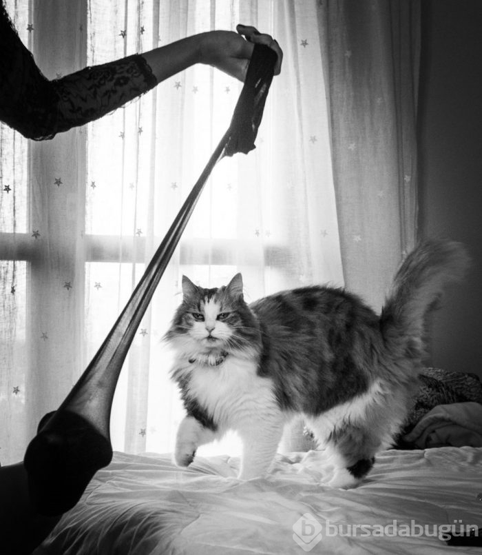 Kediler düğün fotoğraflarına girdi