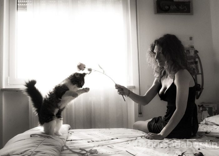 Kediler düğün fotoğraflarına girdi