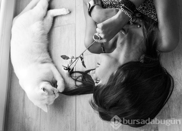 Kediler düğün fotoğraflarına girdi