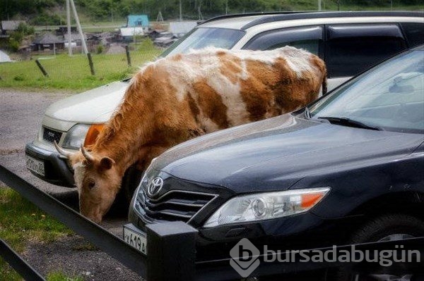 Rusya'da sıradan bir gün