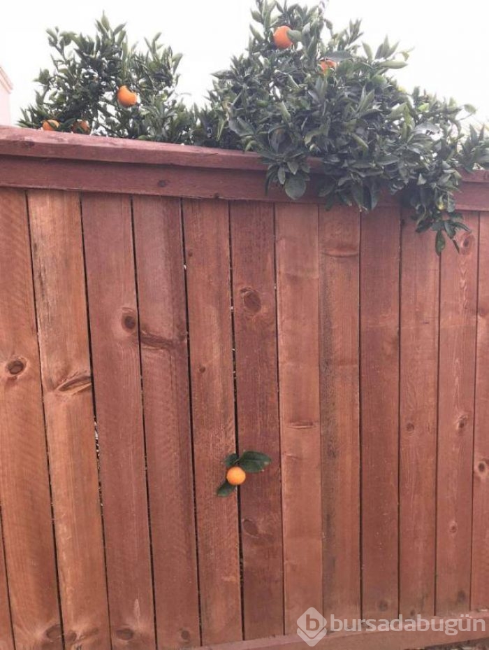 Günün en çılgın fotoğrafları