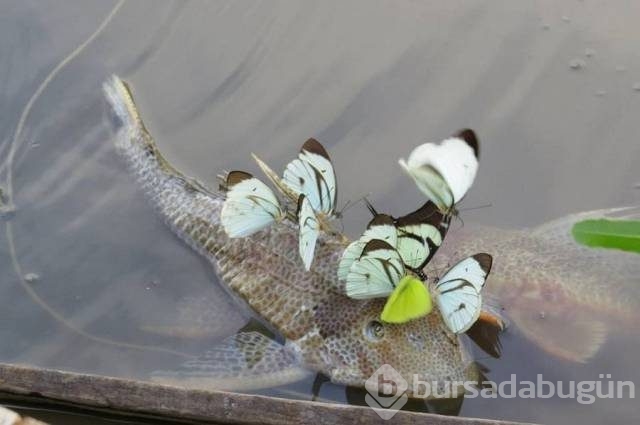 Günün en çılgın fotoğrafları