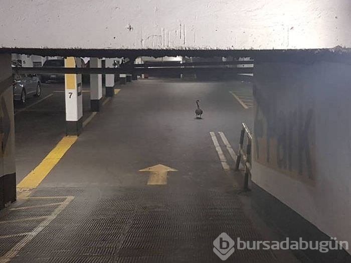 Birbirinden ilginç kareler!