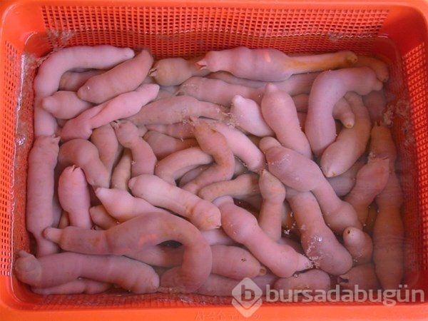 Derin mavinin garip canlıları