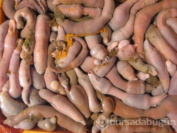 Derin mavinin garip canlıları