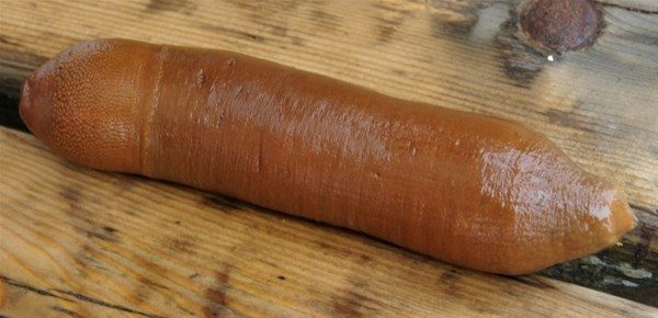 Derin mavinin garip canlıları