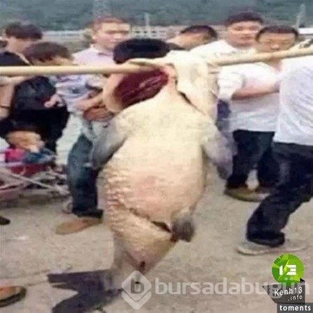 Derin mavinin garip canlıları