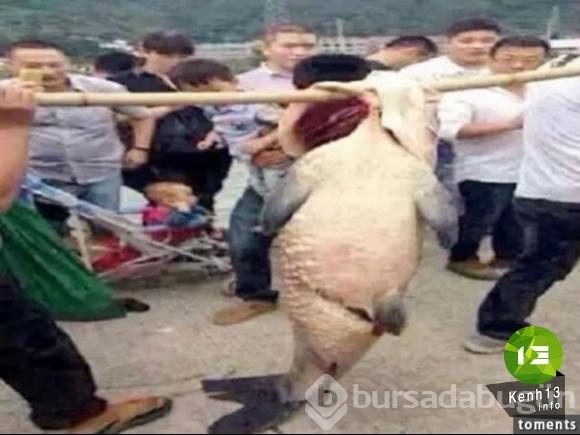 Derin mavinin garip canlıları