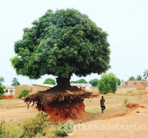 Dünyadan ilginç fotoğraflar