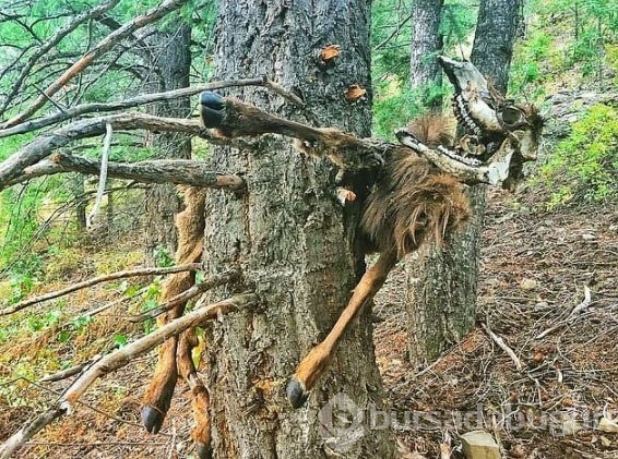 Dünyadan ilginç fotoğraflar