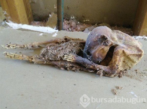 Dünyadan ilginç fotoğraflar