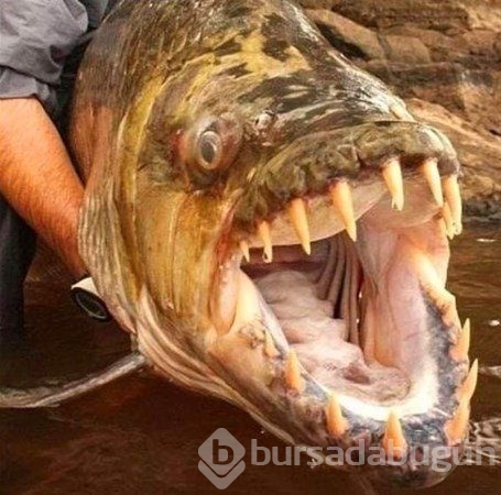 Dünyadan ilginç fotoğraflar