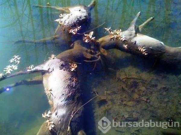 Dünyadan ilginç fotoğraflar