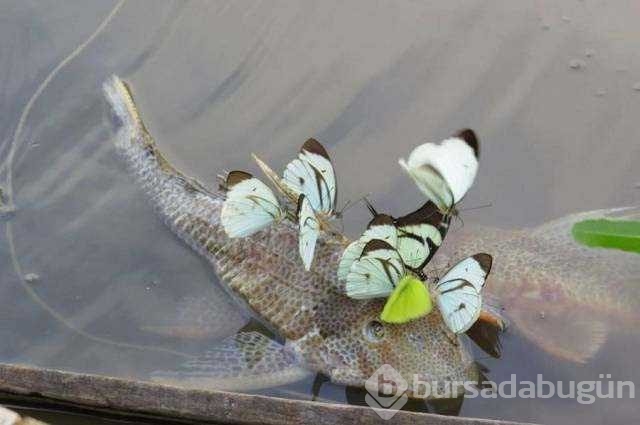 Günün en çok paylaşılan fotoğrafları