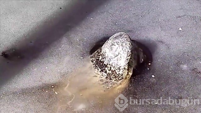 Vahşi yaşam fotoğrafları!