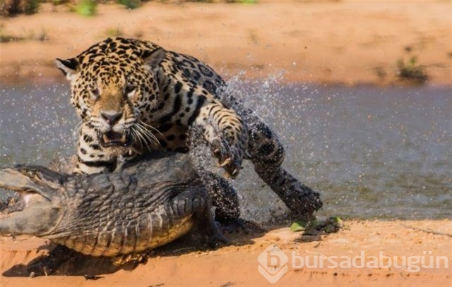 Vahşi yaşam fotoğrafları!