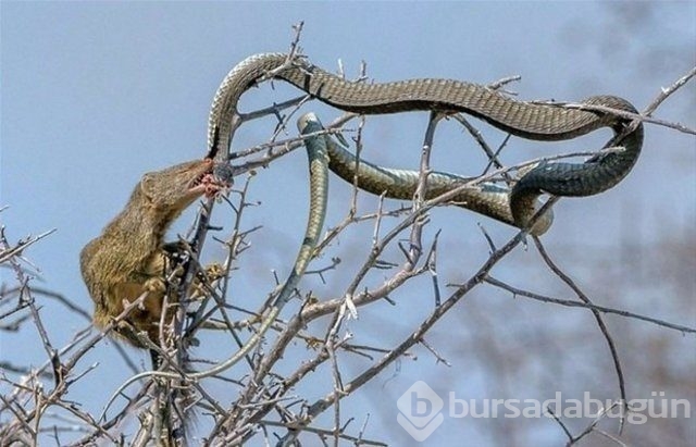 Vahşi yaşam fotoğrafları!