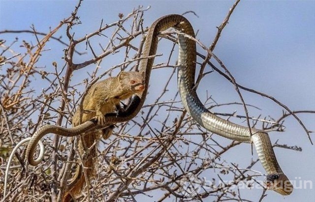 Vahşi yaşam fotoğrafları!