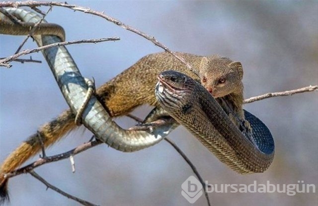 Vahşi yaşam fotoğrafları!