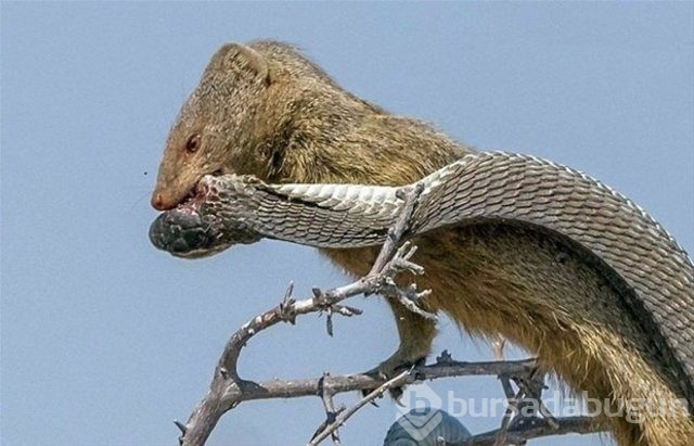 Vahşi yaşam fotoğrafları!