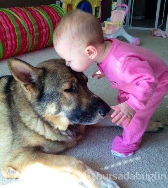 Bebek ve köpeklerin muhteşem dostluğu
