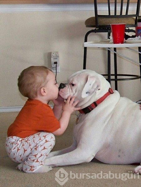Bebek ve köpeklerin muhteşem dostluğu
