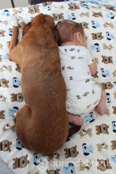 Bebek ve köpeklerin muhteşem dostluğu
