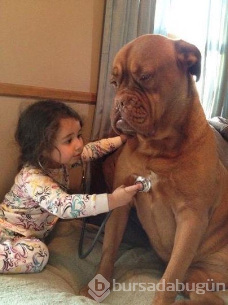 Bebek ve köpeklerin muhteşem dostluğu
