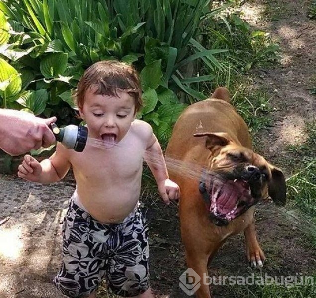 Bebek ve köpeklerin muhteşem dostluğu
