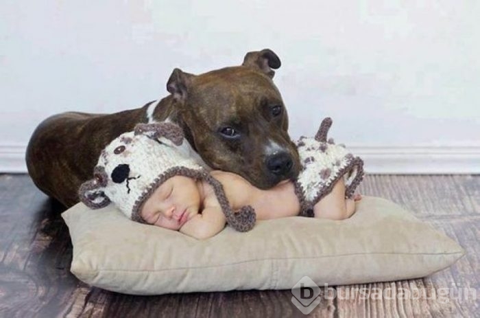 Bebek ve köpeklerin muhteşem dostluğu
