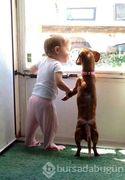 Bebek ve köpeklerin muhteşem dostluğu
