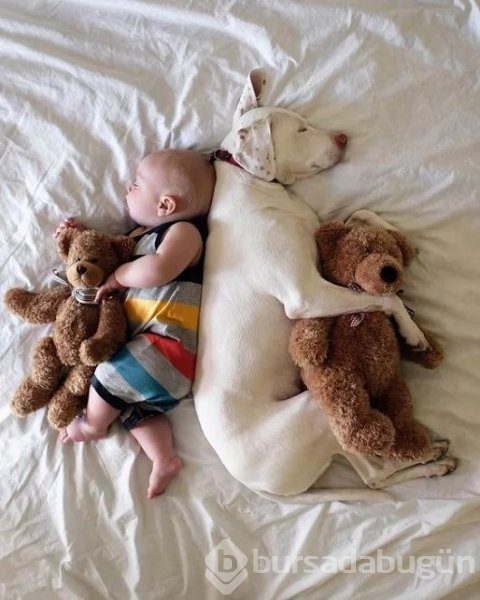 Bebek ve köpeklerin muhteşem dostluğu

