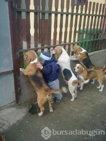Bebek ve köpeklerin muhteşem dostluğu
