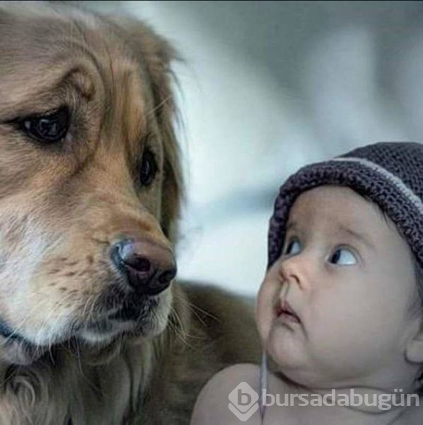 Bebek ve köpeklerin muhteşem dostluğu
