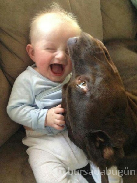Bebek ve köpeklerin muhteşem dostluğu
