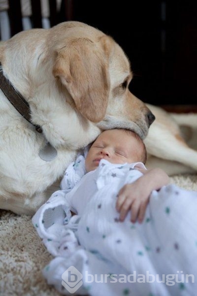 Bebek ve köpeklerin muhteşem dostluğu
