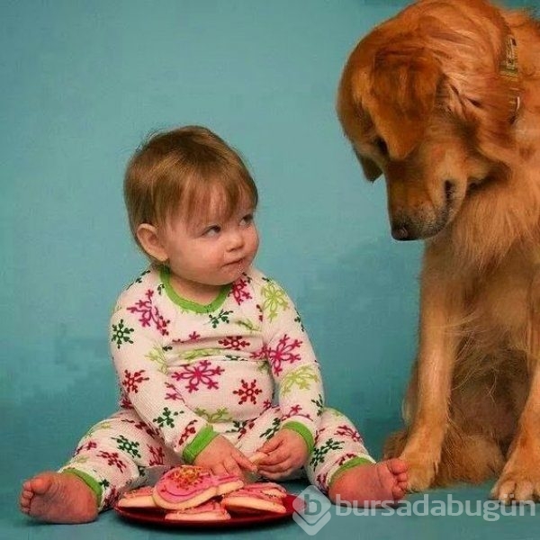Bebek ve köpeklerin muhteşem dostluğu
