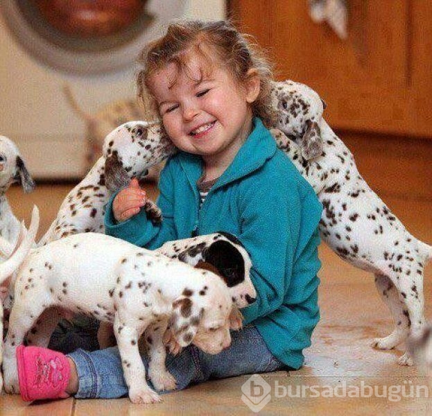 Bebek ve köpeklerin muhteşem dostluğu
