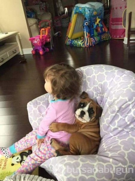 Bebek ve köpeklerin muhteşem dostluğu

