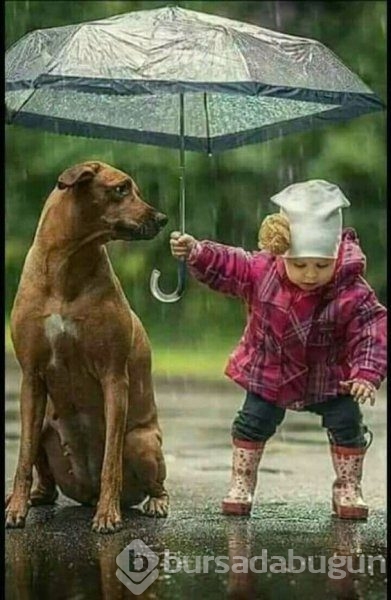 Bebek ve köpeklerin muhteşem dostluğu

