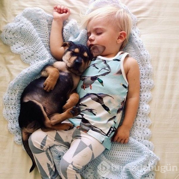 Bebek ve köpeklerin muhteşem dostluğu
