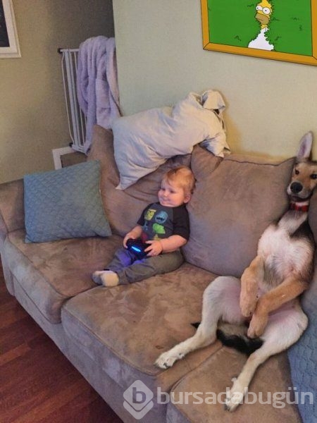Bebek ve köpeklerin muhteşem dostluğu
