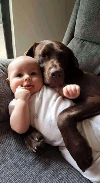 Bebek ve köpeklerin muhteşem dostluğu
